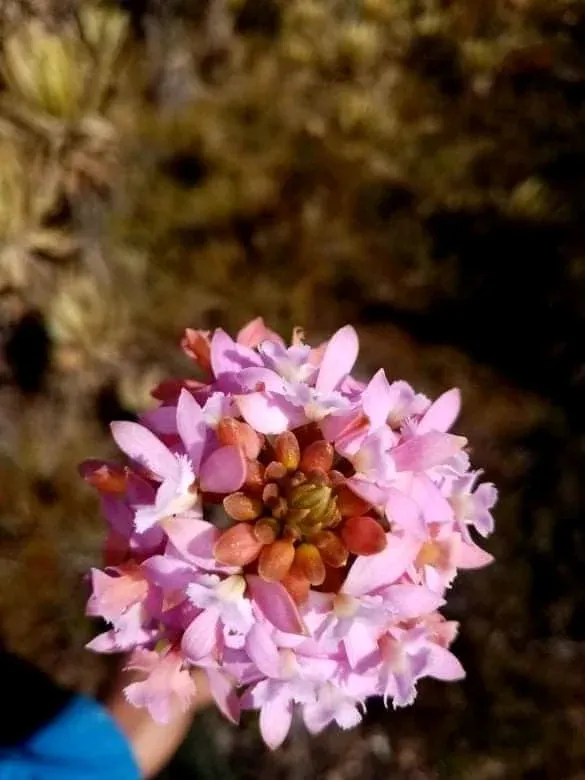 Plantas y flores Nudo de Paramillo