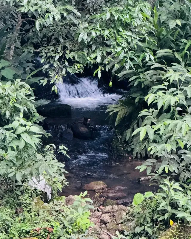 Cascada visible entre la vegetación durante el recorrido hacia las Cuevas del Mohán.